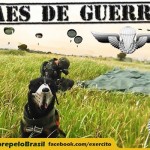 Os cães de guerra do Exército Brasileiro